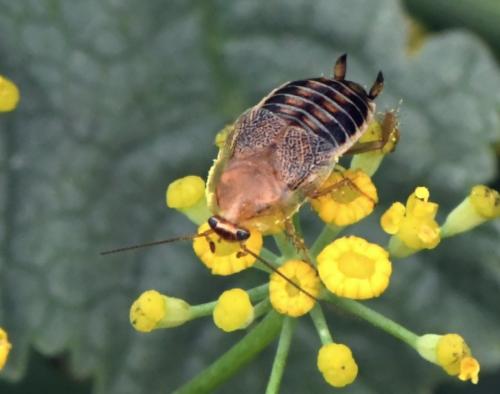 Capraiellus sp.